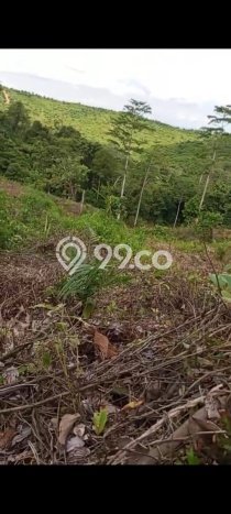 Tanah untuk Dijual di Penajam Penajam Paser Utara Luas 20000m2 Tanah untuk Dijual di Penajam Penajam Paser Utara Luas 20000m2