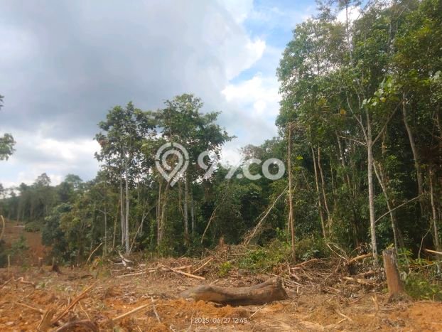 Dijual Tanah di Sepaku Penajam Paser Utara Luas 20000m2 - Dijual Tanah di Sepaku Penajam Paser Utara Luas 20000m2 -