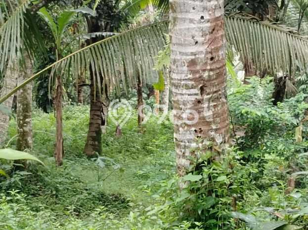 Tanah Kavling Dijual di Gianyar dengan Spesifikasi 6400m2 Tanah Kavling Dijual di Gianyar dengan Spesifikasi 6400m2