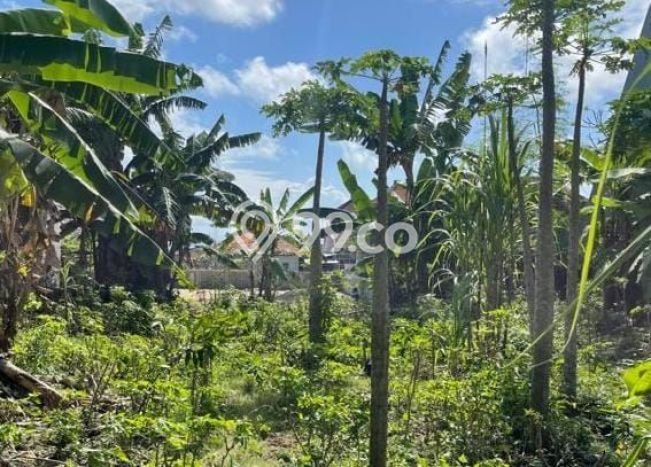 Tanah Kavling Dijual di Jimbaran, Badung dengan Luas Tanah 500m2 Tanah Kavling Dijual di Jimbaran, Badung dengan Luas Tanah 500m2