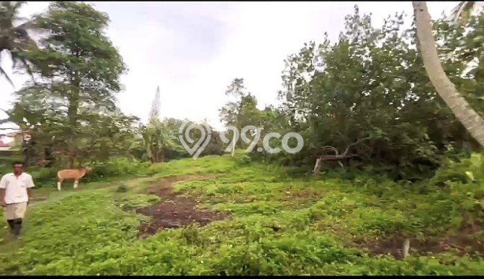 Tanah Kavling Dijual di Kenderan, Gianyar dengan Luas Tanah 15290m2 Tanah Kavling Dijual di Kenderan, Gianyar dengan Luas Tanah 15290m2