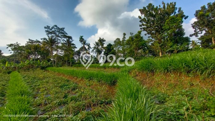 Tanah Kavling untuk Dijual di Darangdan Purwakarta 4000m2 Tanah Kavling untuk Dijual di Darangdan Purwakarta 4000m2