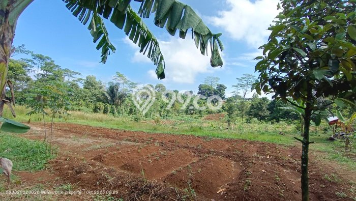 Lahan Dijual Lokasi Darangdan, Purwakarta dengan Luas Tanah 3000m2 dan Status SHM Lahan Dijual Lokasi Darangdan, Purwakarta dengan Luas Tanah 3000m2 dan Status SHM