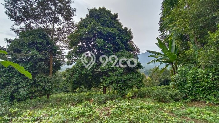 Untuk Dijual Tanah di Kiarapedes Purwakarta Luas 4200m2 AJB Untuk Dijual Tanah di Kiarapedes Purwakarta Luas 4200m2 AJB