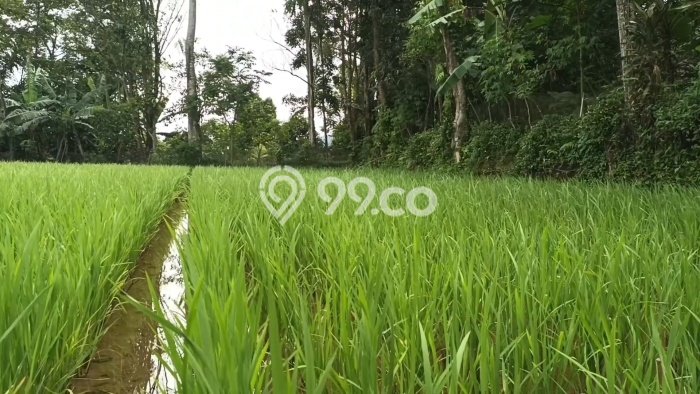 Lahan Dijual Lokasi Darangdan, Purwakarta dengan Luas Tanah 678m2 dan Status - Lahan Dijual Lokasi Darangdan, Purwakarta dengan Luas Tanah 678m2 dan Status -