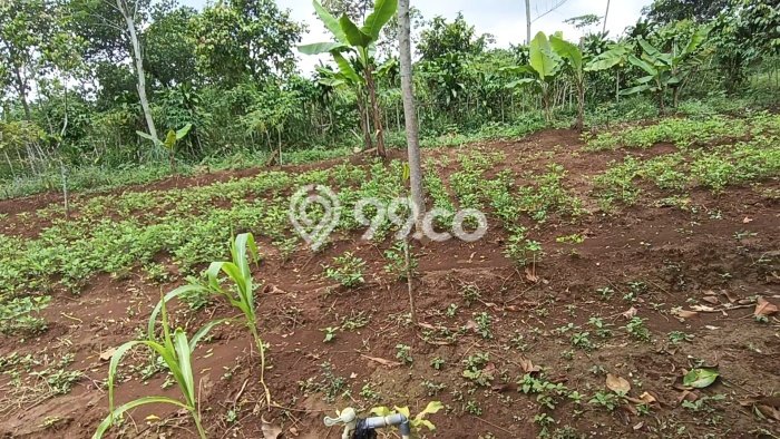 Tanah Dijual Lokasi Bojong, Purwakarta dengan Luas Tanah 2000m2 dan Status AJB Tanah Dijual Lokasi Bojong, Purwakarta dengan Luas Tanah 2000m2 dan Status AJB