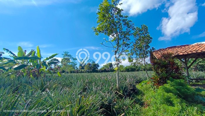 Kavling Tanah di Darangdan Dijual Luas 20000m2 Legalitas SHM Kavling Tanah di Darangdan Dijual Luas 20000m2 Legalitas SHM