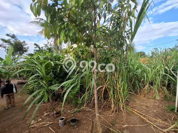 Unit Kost Dijual di Peguyangan Kaja dengan 4 Kamar Kawasan Strategis Unit Kost Dijual di Peguyangan Kaja dengan 4 Kamar Kawasan Strategis