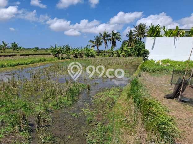 Siap Disewakan Tanah di Sukawati Luas 600m2 Area Potensial Siap Disewakan Tanah di Sukawati Luas 600m2 Area Potensial