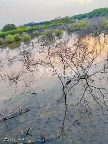 Tanah Dijual Lokasi Tongas Probolinggo SHM Tanah Dijual Lokasi Tongas Probolinggo SHM