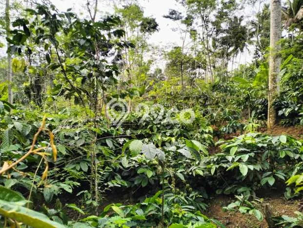 Tanah Komersial Dijual di Ngajum Malang 1824m2 Tanah Komersial Dijual di Ngajum Malang 1824m2