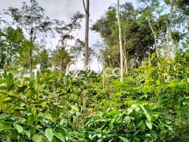 Tanah Komersial Dijual di Ngajum Malang 1824m2 Tanah Komersial Dijual di Ngajum Malang 1824m2