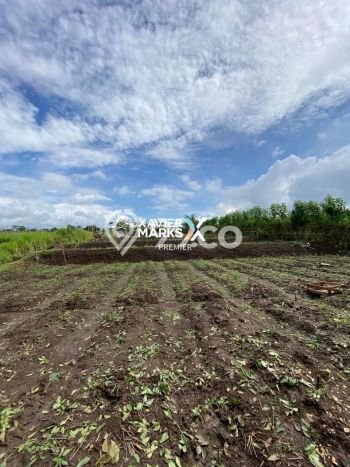 Tanah Dijual Lokasi Dau, Malang Luas 1200m2 Legalitas Aman Tanah Dijual Lokasi Dau, Malang Luas 1200m2 Legalitas Aman