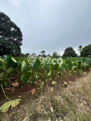 Lahan Kosong Dijual di Bogor dengan Area 7256m2 Lahan Kosong Dijual di Bogor dengan Area 7256m2