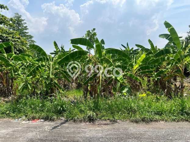 Dijual Tanah 1085m2 di Canggu, Badung Dijual Tanah 1085m2 di Canggu, Badung