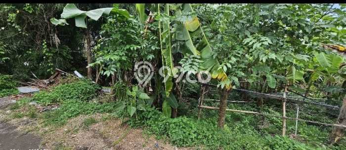 Tanah Dijual Area Strategis di canggu Badung 850m2 Tanah Dijual Area Strategis di canggu Badung 850m2