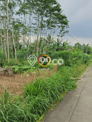 Tanah Kavling untuk Dijual di Ampel Boyolali 65000m2 Tanah Kavling untuk Dijual di Ampel Boyolali 65000m2