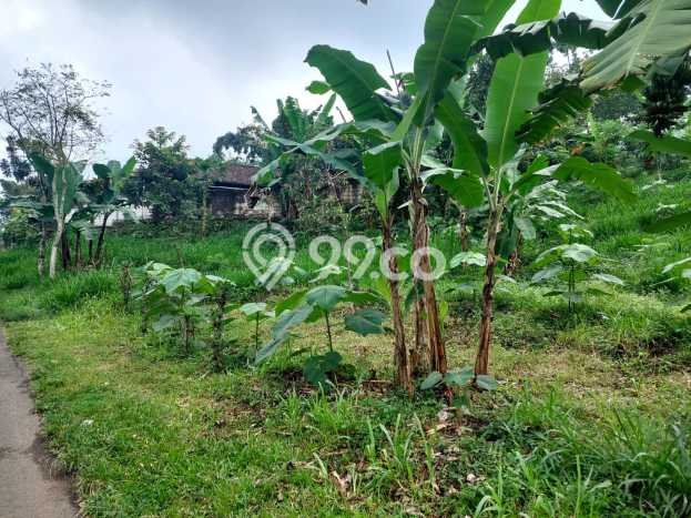 Kavling Tanah di Prigen Dijual Luas 9035m2 Legalitas SHM Kavling Tanah di Prigen Dijual Luas 9035m2 Legalitas SHM