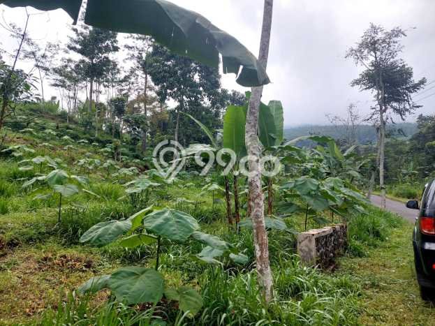 Kavling Tanah di Prigen Dijual Luas 9035m2 Legalitas SHM Kavling Tanah di Prigen Dijual Luas 9035m2 Legalitas SHM