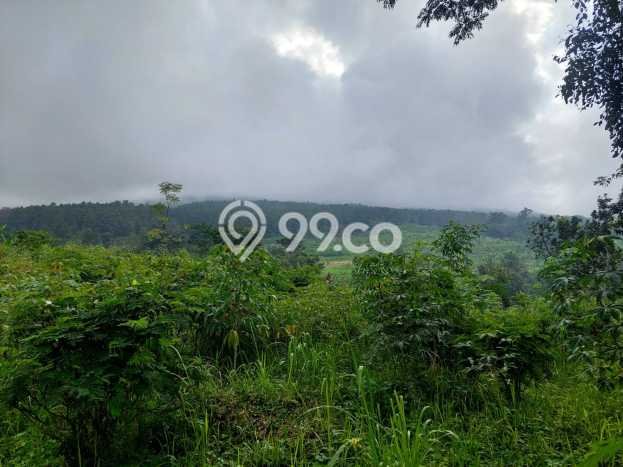 Kavling Tanah di Prigen Dijual Luas 9035m2 Legalitas SHM Kavling Tanah di Prigen Dijual Luas 9035m2 Legalitas SHM