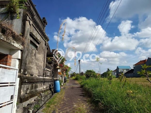 Jarang Ada! Rumah Kontrakan 4 Kamar Nyaman Siap Huni Canggu Jarang Ada! Rumah Kontrakan 4 Kamar Nyaman Siap Huni Canggu