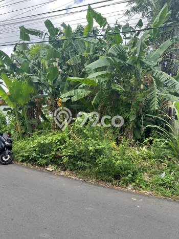 Untuk Disewa Tanah di Tibubeneng Badung Seluas 300m2 Untuk Disewa Tanah di Tibubeneng Badung Seluas 300m2