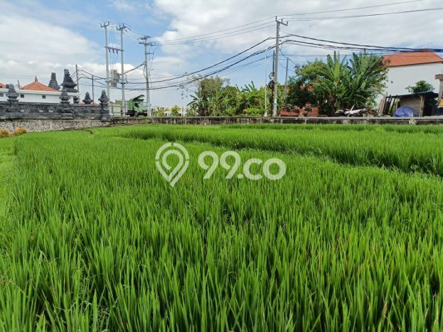 Disewakan Tanah di Cemagi Badung Seluas 500m2 Disewakan Tanah di Cemagi Badung Seluas 500m2