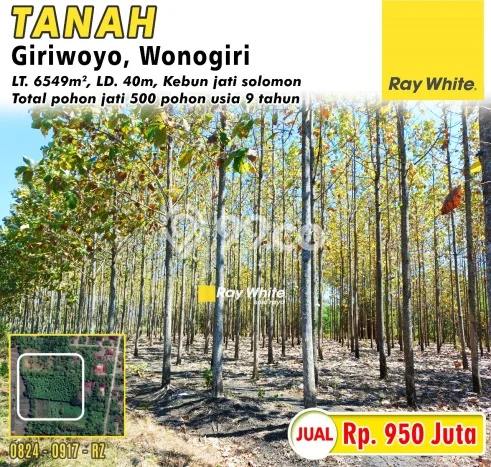 Tanah untuk Dijual di Giriwoyo Wonogiri Luas 6549m2 Tanah untuk Dijual di Giriwoyo Wonogiri Luas 6549m2