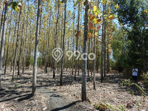 Tanah untuk Dijual di Giriwoyo Wonogiri Luas 6549m2 Tanah untuk Dijual di Giriwoyo Wonogiri Luas 6549m2