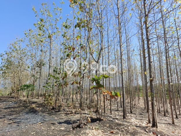 Tanah Dijual Lokasi Giriwoyo, Wonogiri Luas 10517m2 Legalitas Aman Tanah Dijual Lokasi Giriwoyo, Wonogiri Luas 10517m2 Legalitas Aman