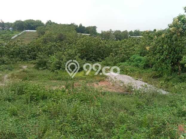 Lahan Strategis di Gondangrejo Dijual dengan Luas 2500m2 Lahan Strategis di Gondangrejo Dijual dengan Luas 2500m2