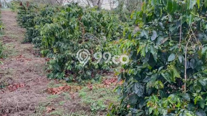 Lahan Investasi Lokasi Lintong Nihuta Hambang Hasundutan SHM Lahan Investasi Lokasi Lintong Nihuta Hambang Hasundutan SHM