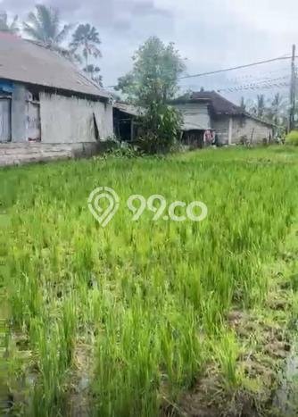 Tanah Kavling di Ubud Gianyar Disewakan dengan Luas 1000m2 Tanah Kavling di Ubud Gianyar Disewakan dengan Luas 1000m2
