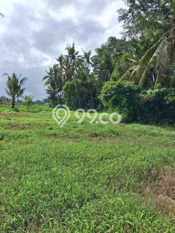 Tanah Siap Pakai Disewakan di Ubud, Gianyar, Luas 3000m2 Tanah Siap Pakai Disewakan di Ubud, Gianyar, Luas 3000m2