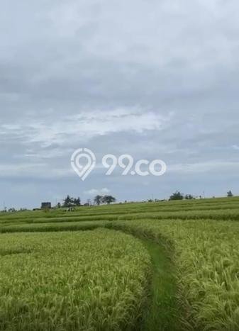 Tanah Disewa Strategis di Badung Luas 6900m2 Tanah Disewa Strategis di Badung Luas 6900m2