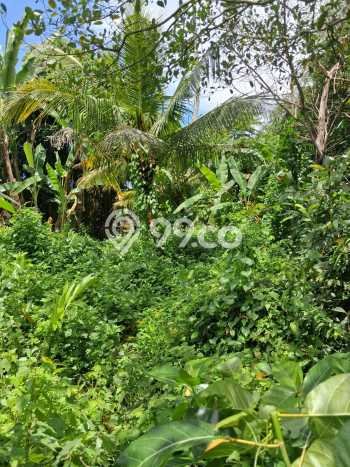 Tanah untuk Disewa di Gianyar Luas 2300m2 Tanah untuk Disewa di Gianyar Luas 2300m2