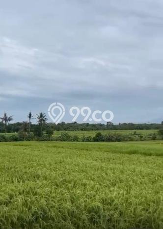 Tanah Disewa Strategis di Badung Luas 6900m2 Tanah Disewa Strategis di Badung Luas 6900m2