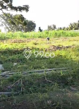 Kavling Tanah di Pekutatan Dijual Luas 11800m2 Legalitas SHM Kavling Tanah di Pekutatan Dijual Luas 11800m2 Legalitas SHM