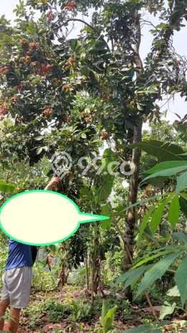 Kavling Tanah di Cipatat Dijual Luas 4416m2 Legalitas SHM Kavling Tanah di Cipatat Dijual Luas 4416m2 Legalitas SHM