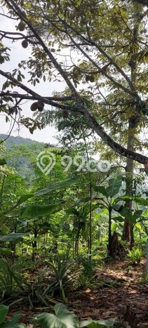 Kavling Tanah di Cipatat Dijual Luas 4416m2 Legalitas SHM Kavling Tanah di Cipatat Dijual Luas 4416m2 Legalitas SHM