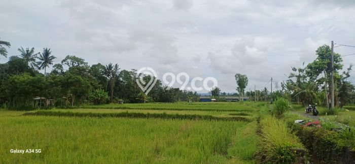 Untuk Dijual Tanah di Tampaksiring Gianyar Luas 1700m2 SHM Untuk Dijual Tanah di Tampaksiring Gianyar Luas 1700m2 SHM