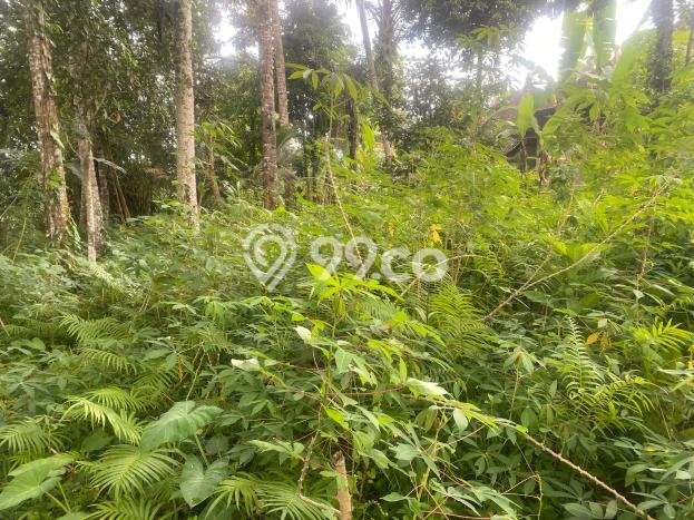 Tanah Disewa di Pejeng Strategis dan Memiliki Luas 1400m2 Tanah Disewa di Pejeng Strategis dan Memiliki Luas 1400m2