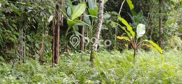 Kavling Tanah Dijual di Tampaksiring Gianyar Spesifikasi 400m2 Kavling Tanah Dijual di Tampaksiring Gianyar Spesifikasi 400m2