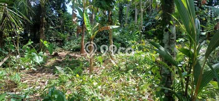 Tanah Disewa di Pejeng Kaja Strategis dan Memiliki Luas 2000m2 Tanah Disewa di Pejeng Kaja Strategis dan Memiliki Luas 2000m2