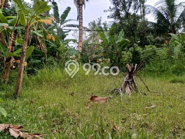 Tanah Disewa di Tampaksiring Gianyar dengan Luas 700m2 Tanah Disewa di Tampaksiring Gianyar dengan Luas 700m2