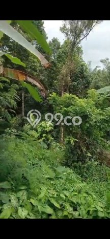 Tanah Dijual Lokasi Selemadeg, Tabanan Luas 10000m2 Legalitas Aman Tanah Dijual Lokasi Selemadeg, Tabanan Luas 10000m2 Legalitas Aman