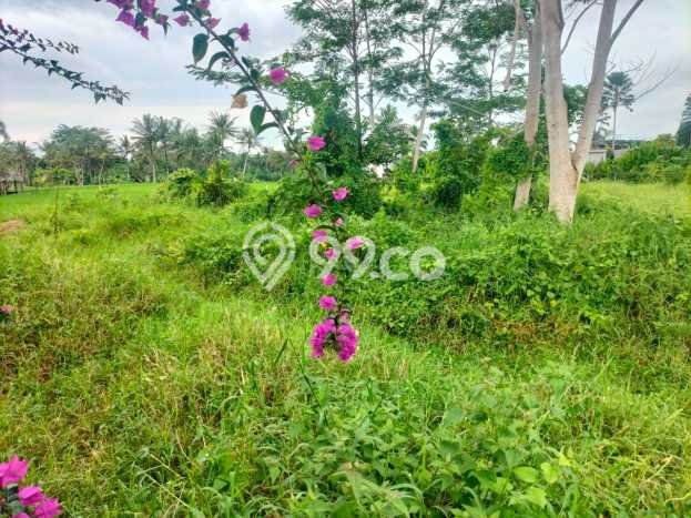 Jarang Ada! Tanah di Ubud Punya Luas 1600m2 SHM Jarang Ada! Tanah di Ubud Punya Luas 1600m2 SHM