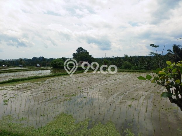 Tanah Kosong Dijual di Gianyar dengan Area 2400m2 Tanah Kosong Dijual di Gianyar dengan Area 2400m2