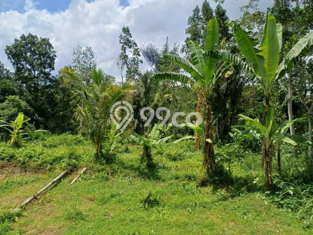 Kavling Tanah untuk Dijual di Pupuan, Gianyar, Luas 4300m2 Kavling Tanah untuk Dijual di Pupuan, Gianyar, Luas 4300m2