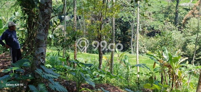 Tanah Kavling untuk Disewa di Tegallalang Gianyar 6000m2 Tanah Kavling untuk Disewa di Tegallalang Gianyar 6000m2